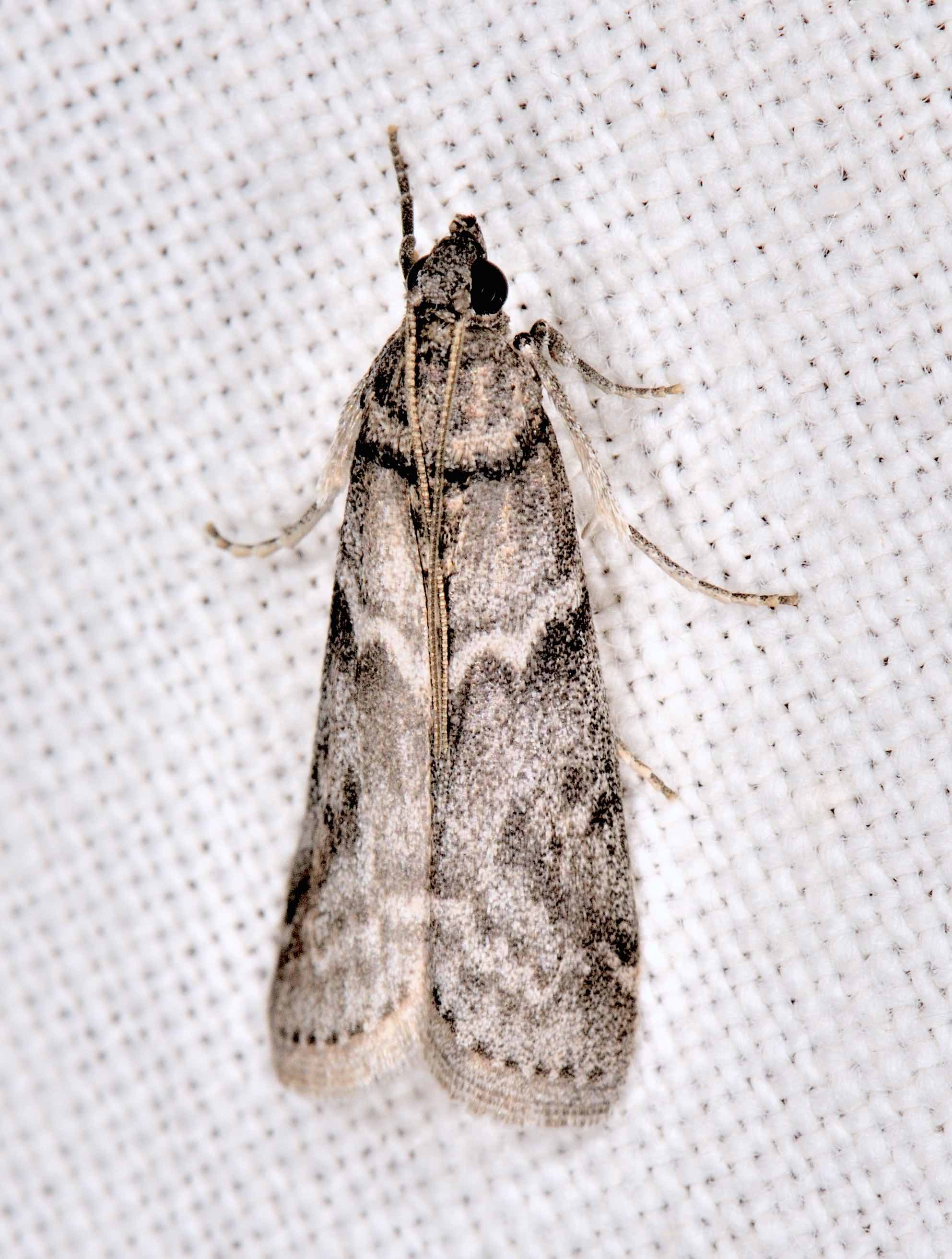 Pyralidae Phycitinae - Apomyelois ceratoniae